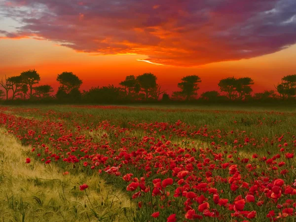 stock image Poppy field and sunset