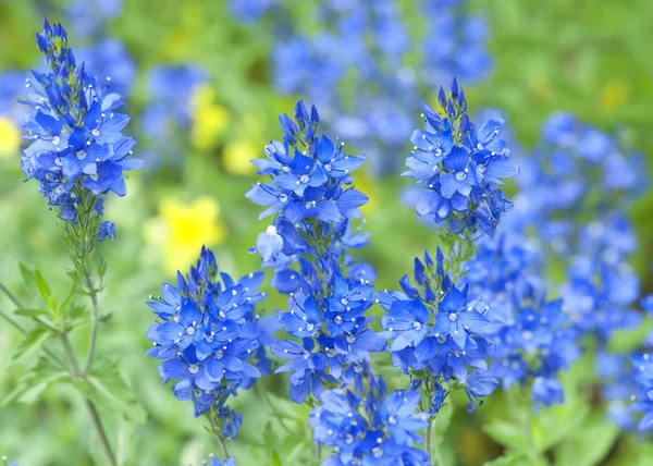 stock image Veronica austriaca subsp teucrium