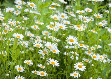 Field of daisy clipart