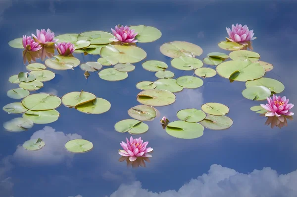 Lotus - nilüferler göl
