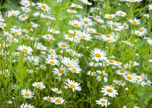 Gebied van daisy — Stockfoto