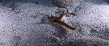 Deniz yıldızı eksik bacaklı kum key Largo, florida crossing