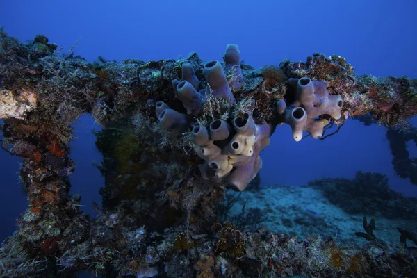 Wzrostu koralowców na Gaj "Spiegel" w key largo na Florydzie — Zdjęcie stockowe