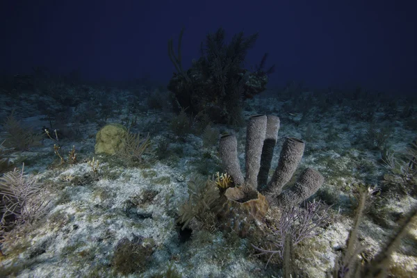 Коралловые губки под водой в Ки-Ларго, Флорида — стоковое фото