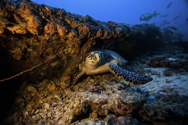 Hawksbill Sea Turtle Dormire sul Duane USCGC — Foto Stock