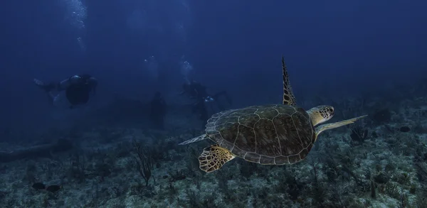 玳瑁海龟 — 图库照片