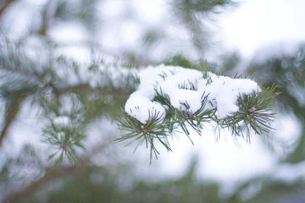 stock image Fir-tree in snow