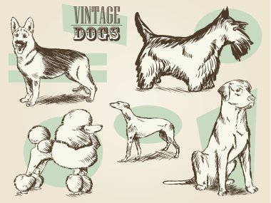 Vintage Dog Etchings clipart