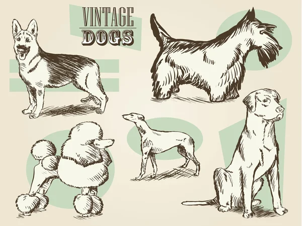 Incisioni di cani vintage — Vettoriale Stock