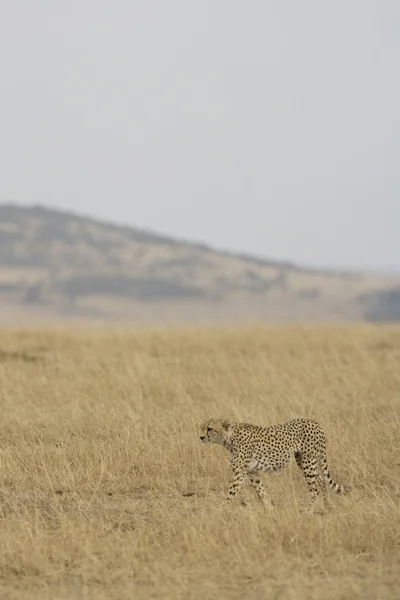 Gepard kráčející po masai mara — Stock fotografie