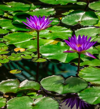 Purple waterlilies clipart