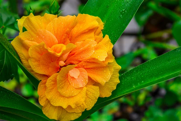 Stock image Yellow flower