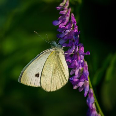 Cabbage butterfly - Pieris brassicae clipart