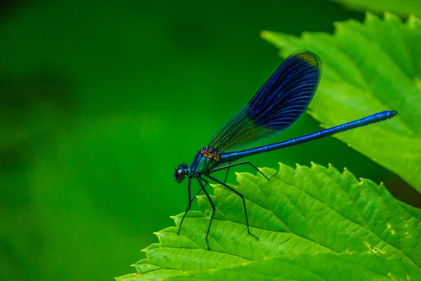 蜻蜓-calopteryx 芨 — 图库照片