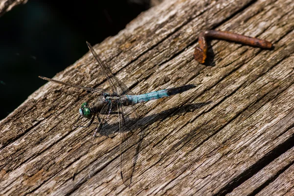 蜻蜓-勃扁叶甲 — 图库照片