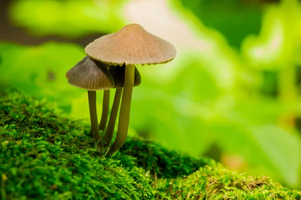 Stock image Little mushrooms