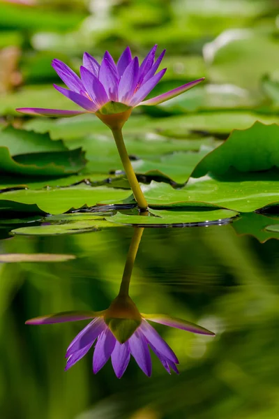 Lys d'eau violet — Photo