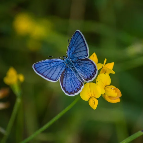 Blauer Schmetterling Stockbild