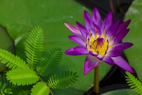 Фіолетовий водяна Лілія — стокове фото