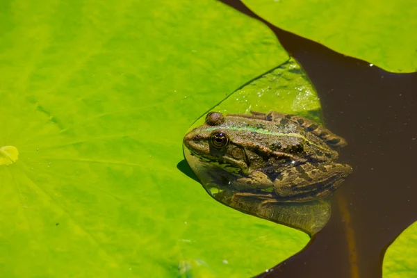 湖中的青蛙 — 图库照片