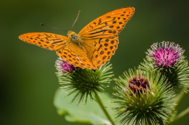 Gümüş yıkadım fritillary