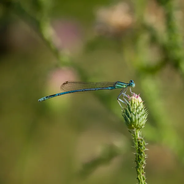 蓝色的空中猎人 (蜻蜓) / 痣线虫 — 图库照片