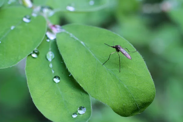 Mosquito — Stock Photo, Image