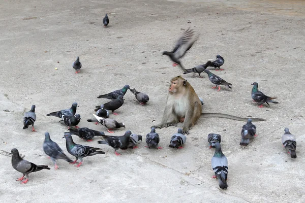 Monkey and pigeons — Stock Photo, Image