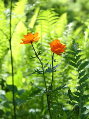 Trollius asiaticus