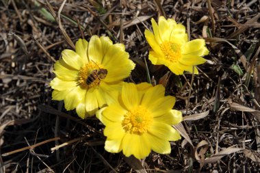 Adonis vernalis clipart