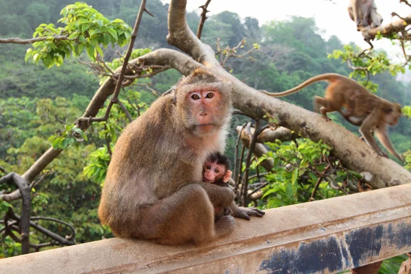 Μαϊμού με cub — Φωτογραφία Αρχείου