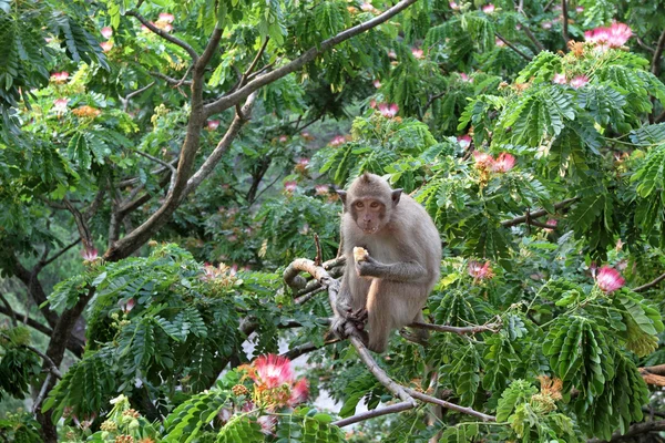 꽃이 만발한 아카시아에 원숭이 — 스톡 사진