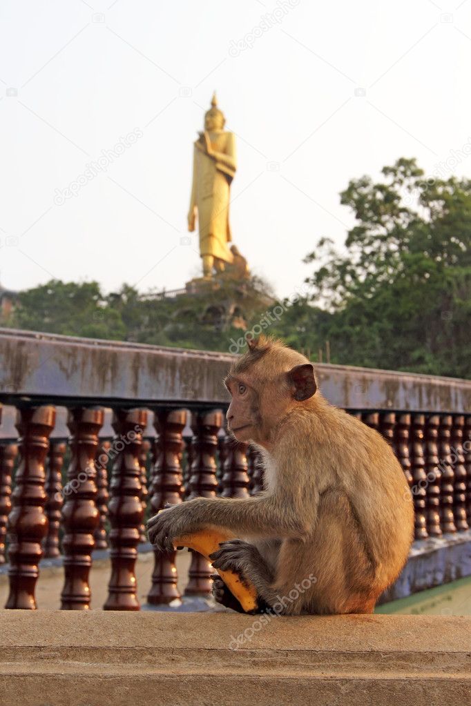 Wild monkey with banana