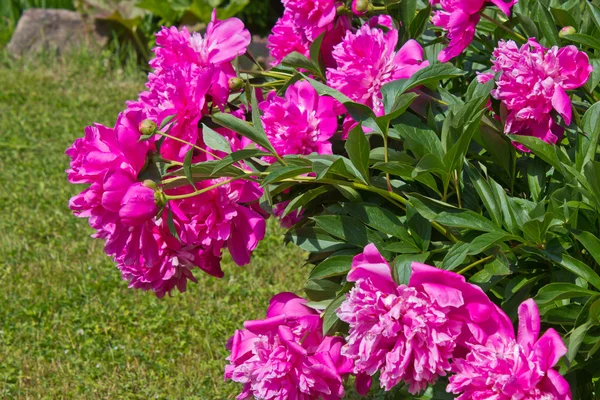 Большой розовый пионский цветок — стоковое фото