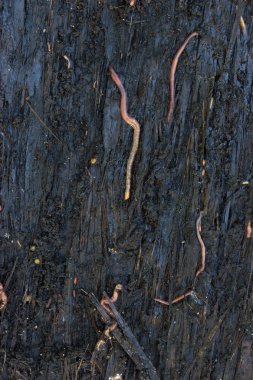 toprak solucanı toprak