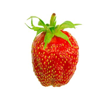 çilek berry