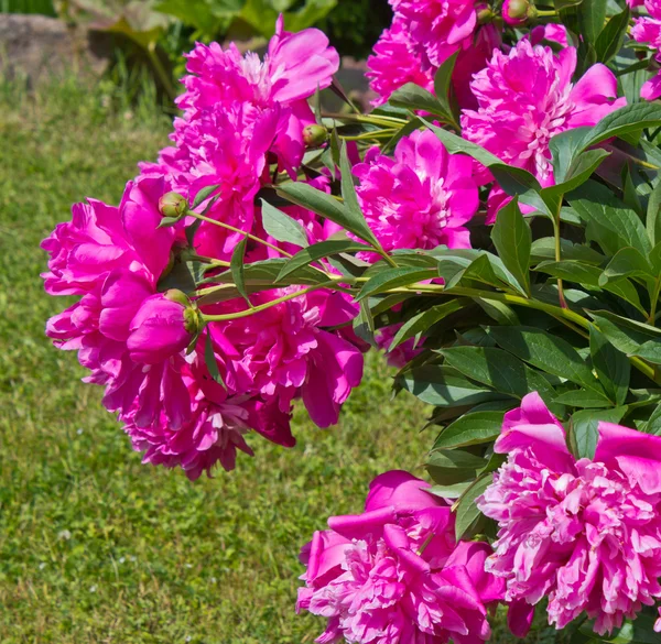 Big pink peony flower — Stock Photo, Image