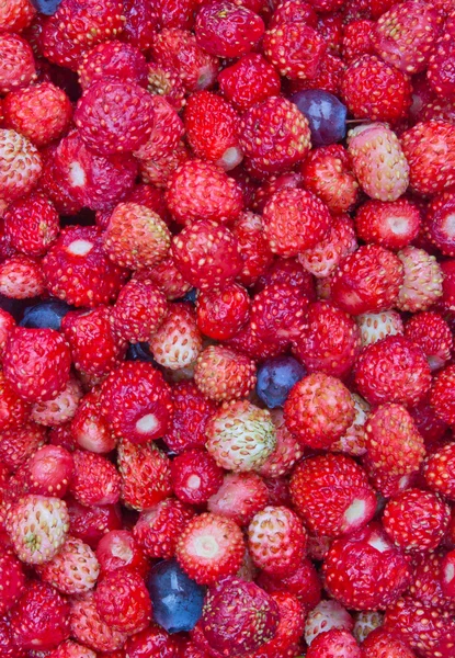 stock image Close-up photo of little wild strawberries