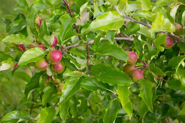 Червоні яблука на гілці яблуні — стокове фото