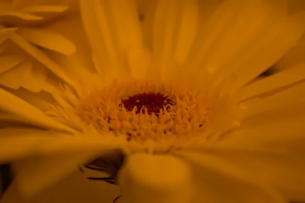 Fleur marguerite jaune — Photo