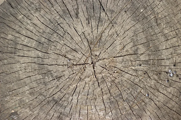 木の切り株の質感 — ストック写真