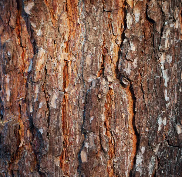 소나무 껍질 — 스톡 사진