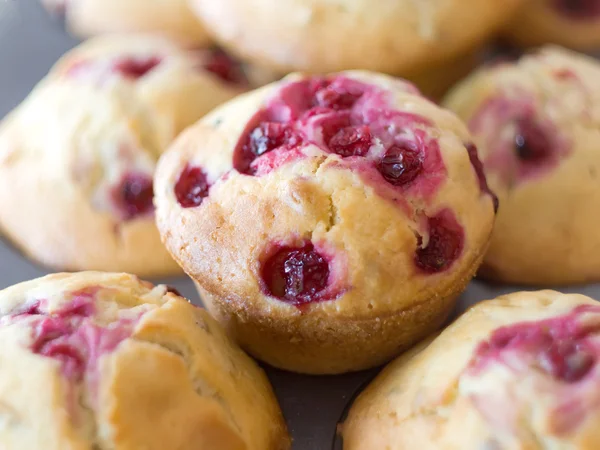 Muffin al ribes rosso — Foto Stock