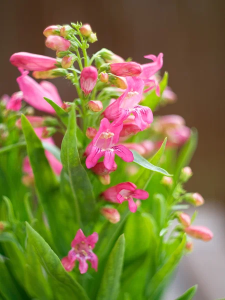 stock image Pink flowers