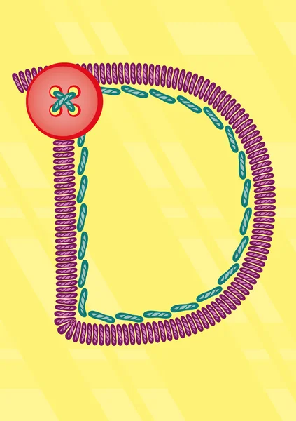 Hímzett betűk, D — Stock Fotó
