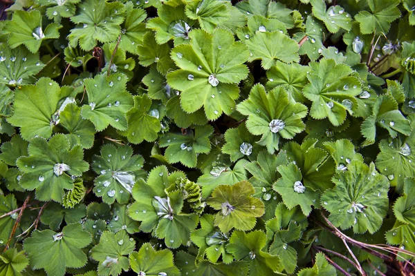 stock image Dew on grass