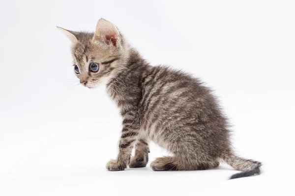 Little kitten on white backgrond — Stock Photo, Image