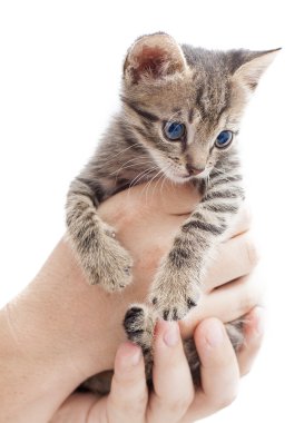 Kitten in a man hand clipart