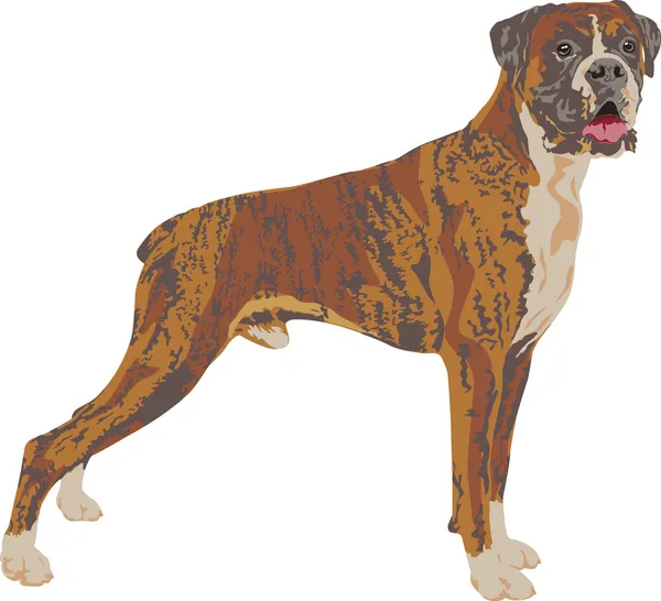 Boxer cane razza — Vettoriale Stock