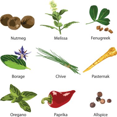 Set of different spices clipart